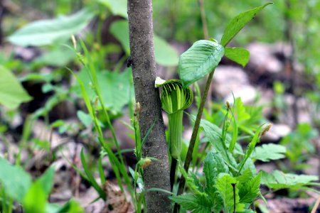 Jack-in-the-pulpit