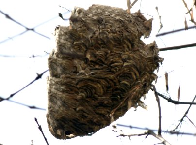 Paper Wasp Nest photo