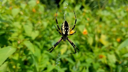 Black and yellow garden spider