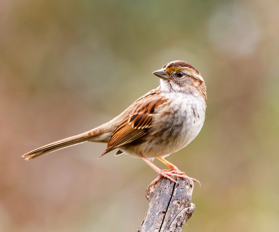 White-throated Sparrow