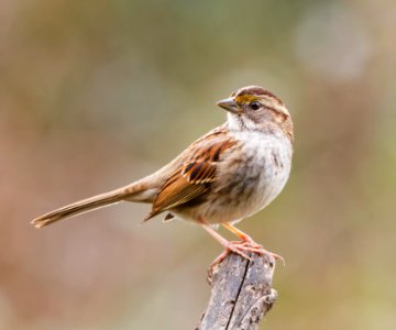 White-throated Sparrow photo