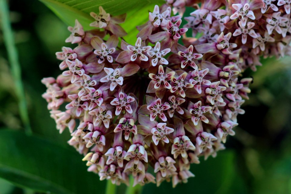 Ants Help Pollinate Common Milkweed