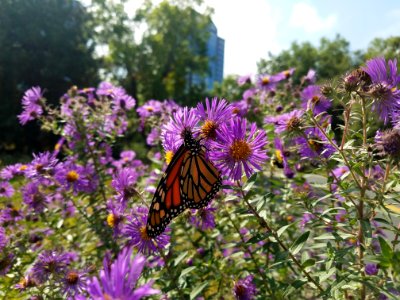 Monarch on aster in the city