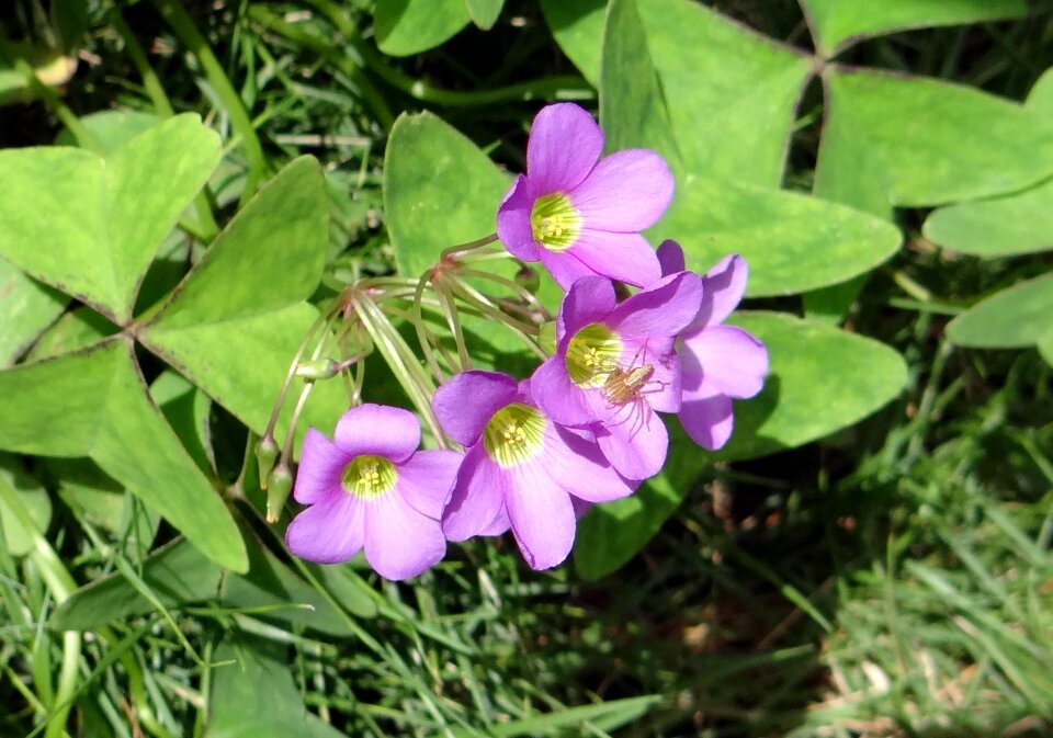 Amrul amrulshak oxalis corniculata