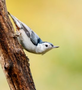 White-breasted Nuthatch