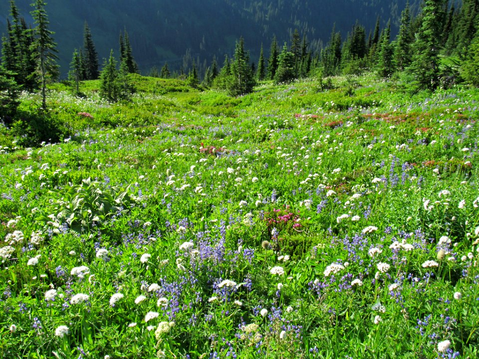 Wildflowers on Skyline Trail at Mt. Rainier NP in WA