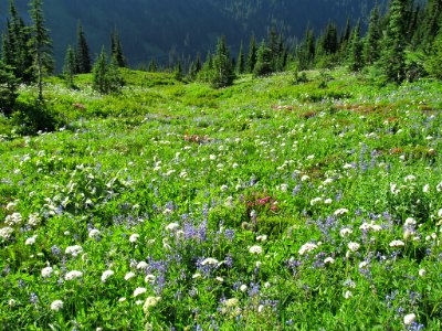 Wildflowers on Skyline Trail at Mt. Rainier NP in WA photo