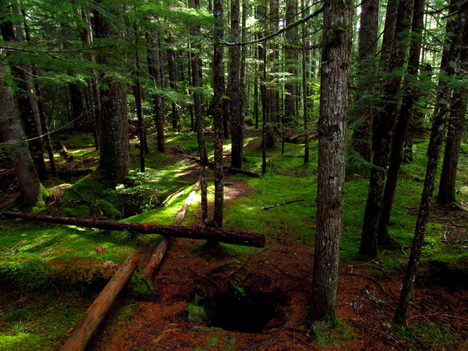 Lava Cast at Trail of Two Forests in WA