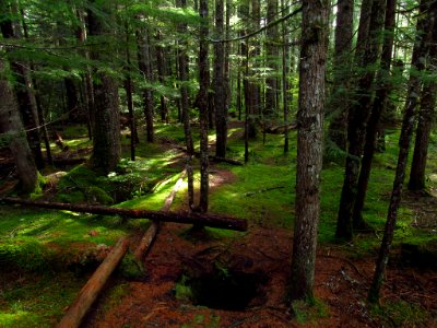 Lava Cast at Trail of Two Forests in WA