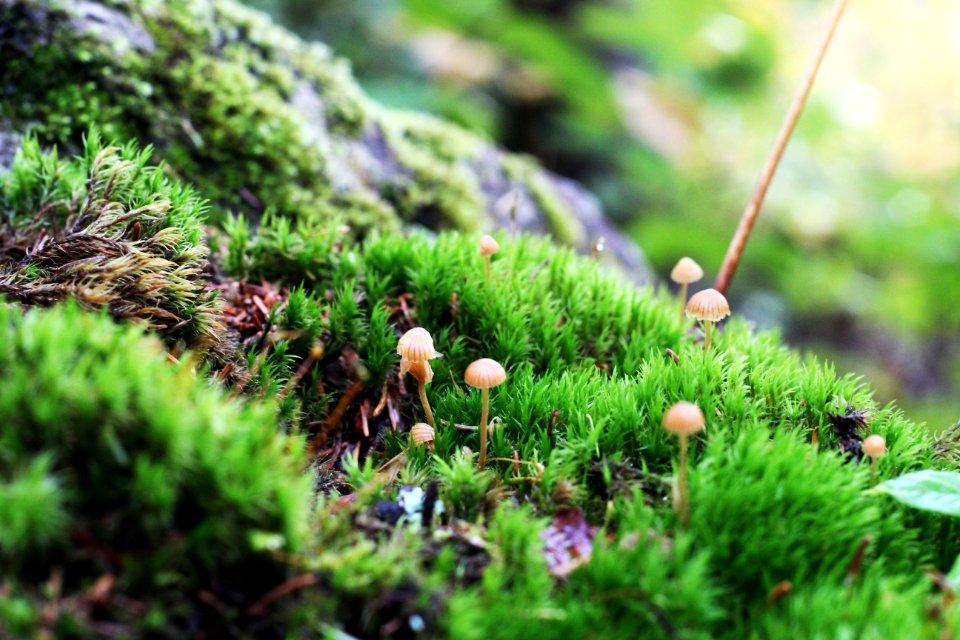 Fall fungi