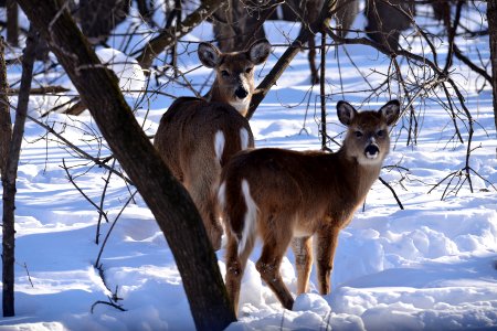 White-tailed deer doe with young