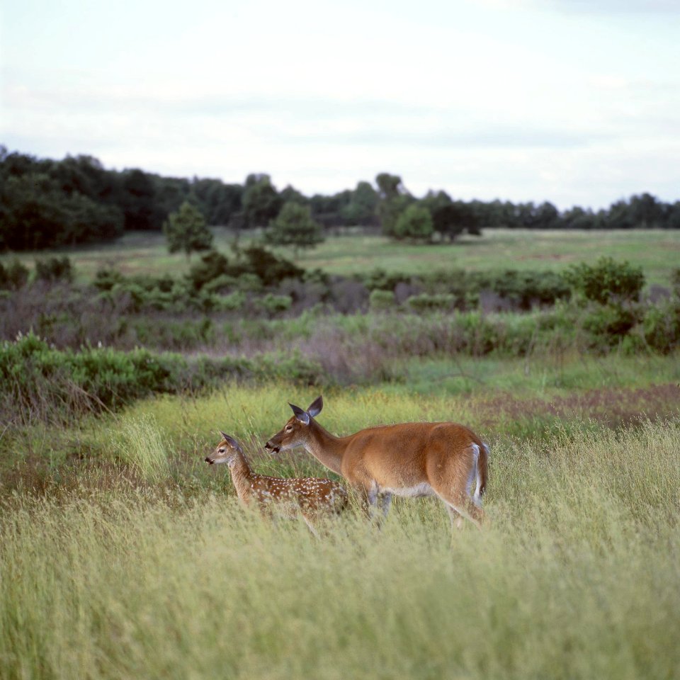 Deer Big Meadow