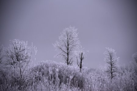 Frosty trees photo