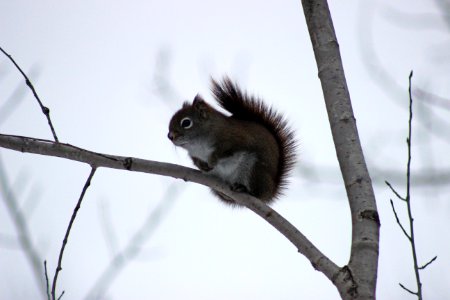 Red Squirrel in Minnesota photo