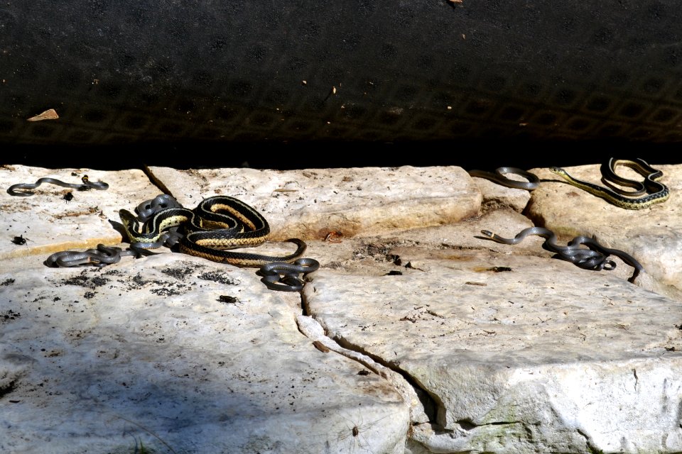 Ring-necked and Garter Snakes