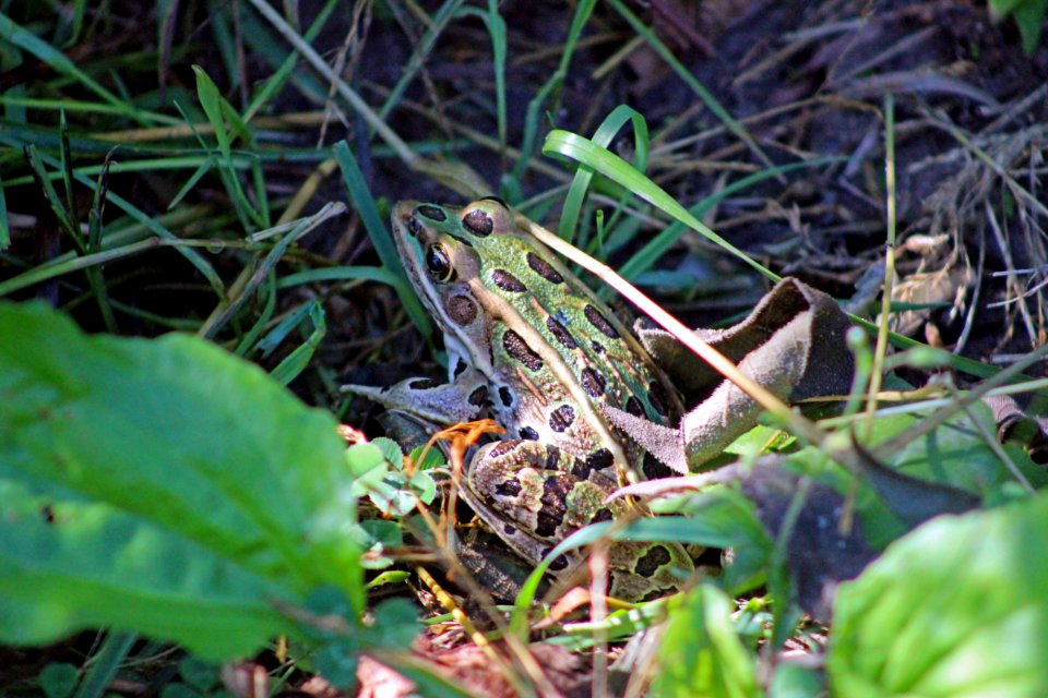 Northern Leopard Frog photo