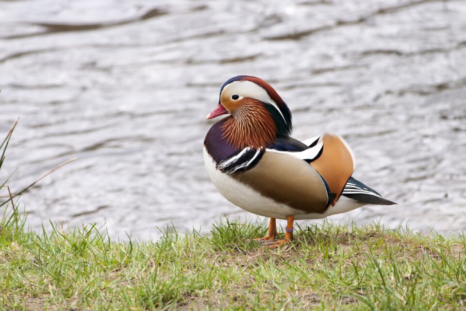 Mandarin ducks waterfowl animal photo