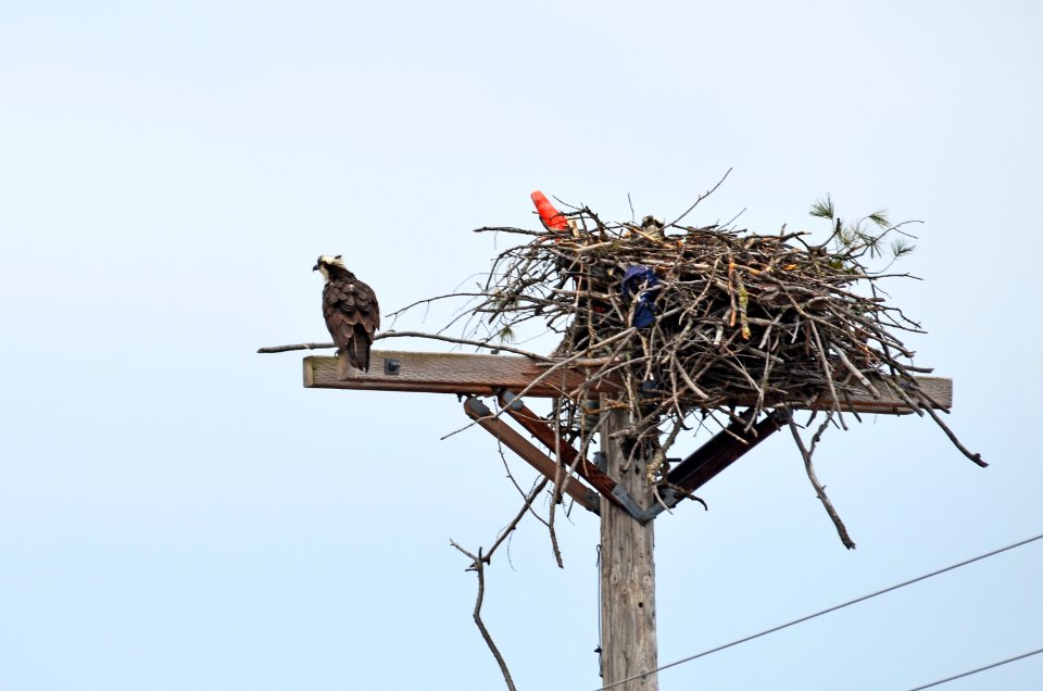 Osprey Pair photo