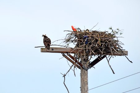 Osprey Pair photo