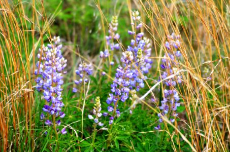 Wild Lupine photo