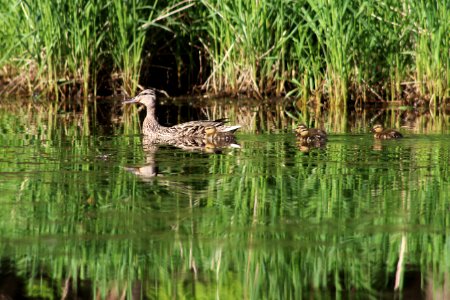 Female Mallard with Ducklings photo