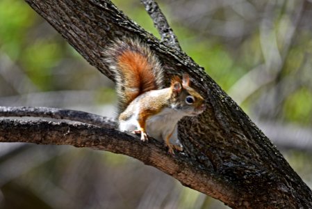 Red squirrel perched in a tree photo