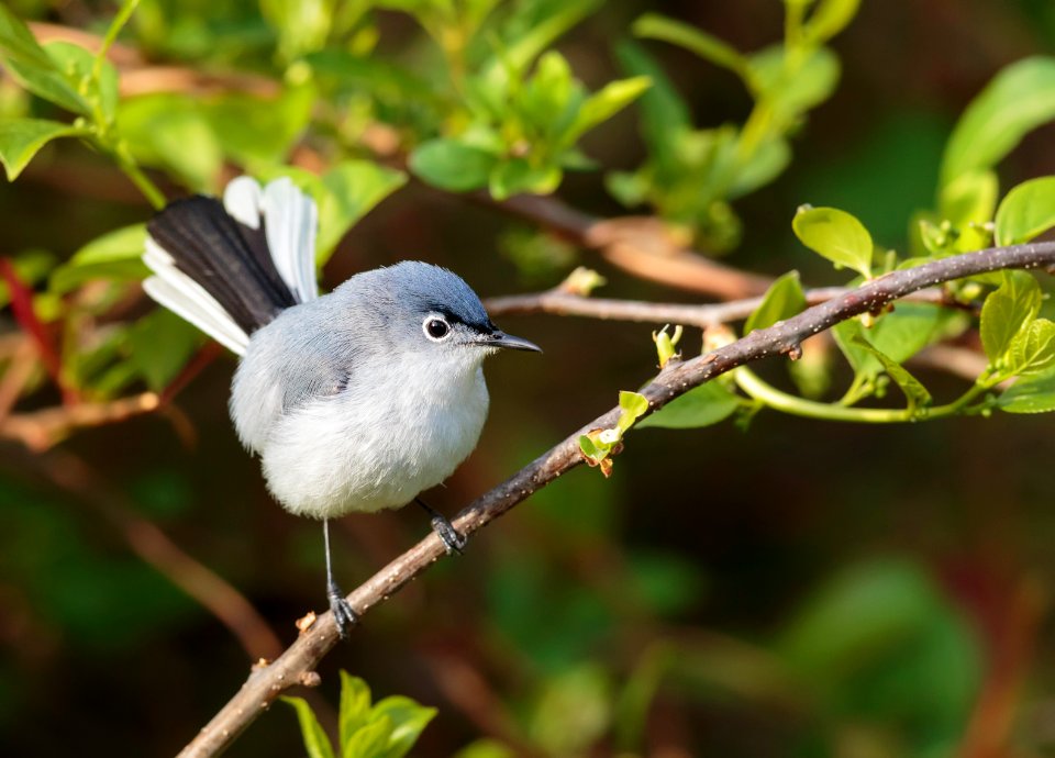 Blue-gray Gnatcatcher
