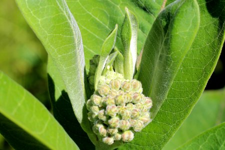 Monarch Egg on Common Milkweed photo