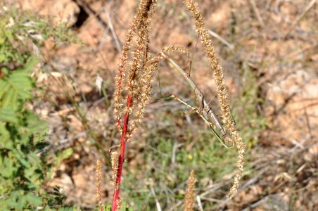 Arizona Walking Stick, Diapheromera arizonensis