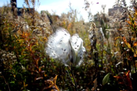 Milkweed Seeds photo