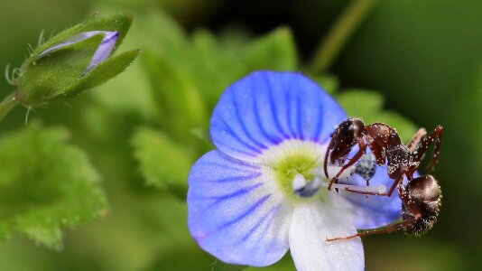 Nature flower blue