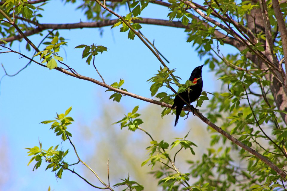 Red-winged Blackbird photo