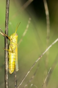 Differential Grasshopper