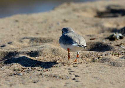 Piping Plover photo