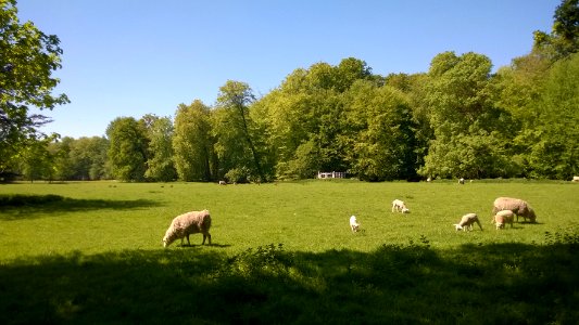 Elswout sheep