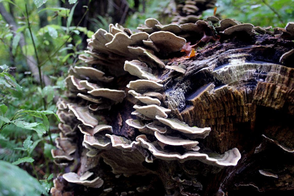 Fall Fungi