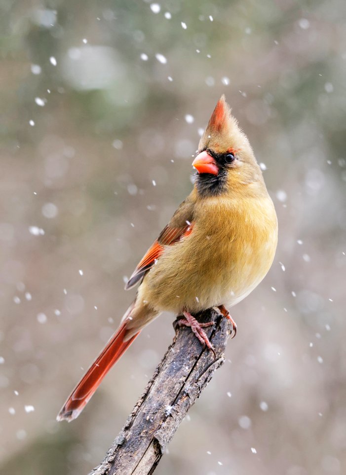 Northern Cardinal