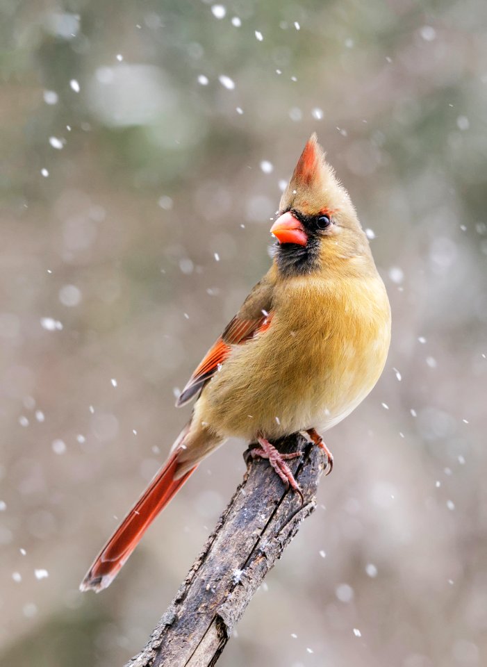 Northern Cardinal photo