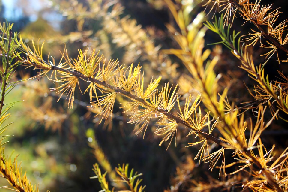 Fall Tamarack