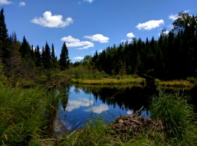 Wetland Reflections photo