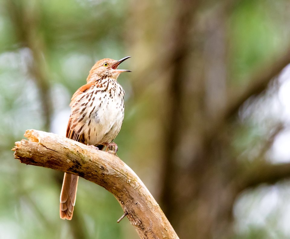 Brown Thrasher photo