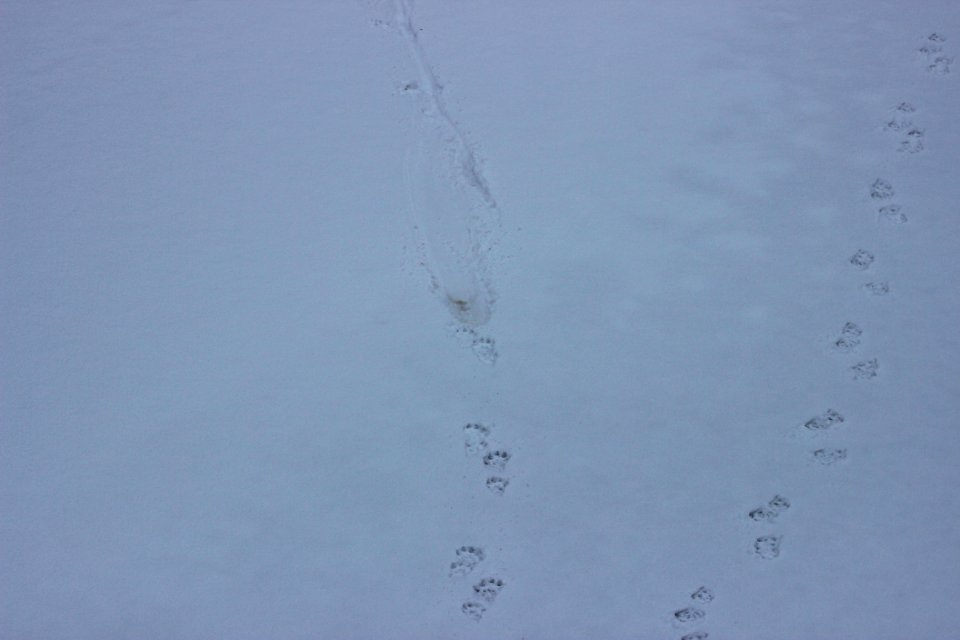 River Otter Tracks