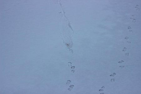 River Otter Tracks photo