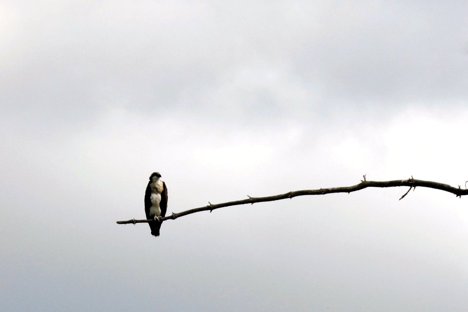 Osprey at Tamarac National Wildlife Refuge