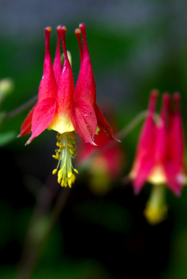 Wild Columbine