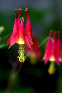 Wild Columbine photo