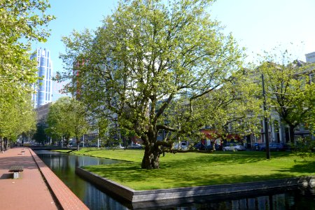 Rotterdam tree