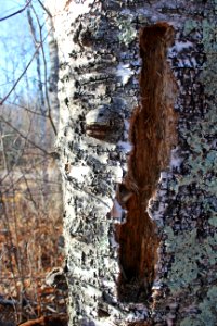 Woodpecker Work