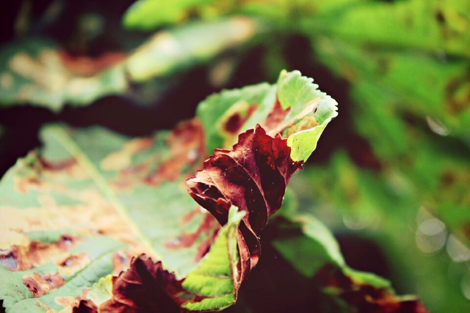 Tree green fall leaves
