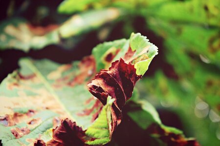 Tree green fall leaves photo